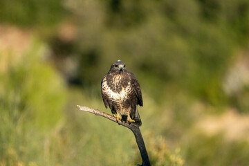 Common buzzard (Buteo buteo) raptor photographed in Spain