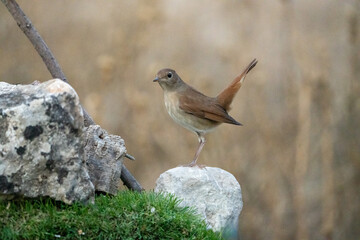 Common nightingale (Luscinia megarhynchos) photographed in Spain