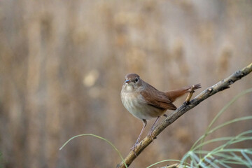 Common nightingale (Luscinia megarhynchos) photographed in Spain