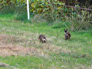 河川敷に住むシャム猫の野良猫