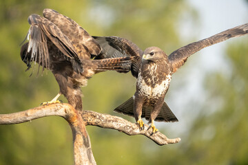 Pair of Common Buzzards (Buteo buteo) photographed in Spain