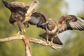 Pair of Common Buzzards (Buteo buteo) photographed in Spain