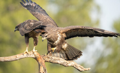 Pair of Common Buzzards (Buteo buteo) photographed in Spain