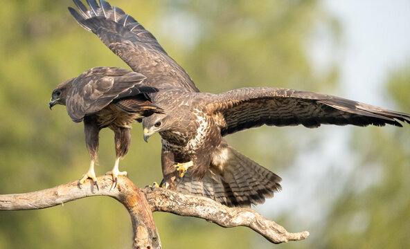 Pair of Common Buzzards (Buteo buteo) photographed in Spain