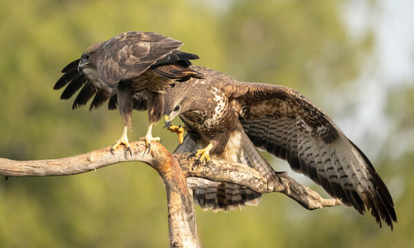 Pair of Common Buzzards (Buteo buteo) photographed in Spain