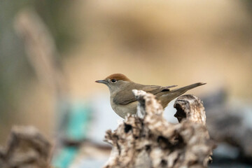 Blackcap (Sylvia atricapilla) photographed in Spain