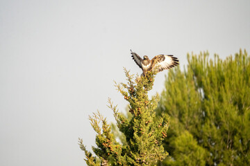 Common buzzard (Buteo buteo) raptor photographed in Spain
