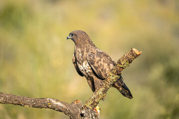 Common buzzard (Buteo buteo) raptor photographed in Spain