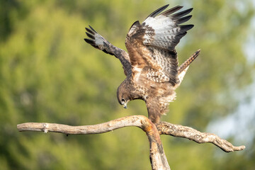 Common buzzard (Buteo buteo) photographed in Spain