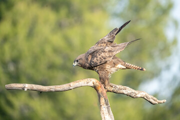 Common buzzard (Buteo buteo) photographed in Spain
