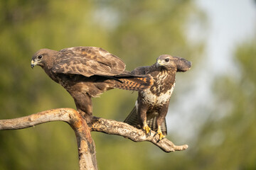 Common buzzard (Buteo buteo) photographed in Spain