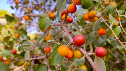 Ripped Ziziphus Nummularia fruits on the bush branches, wild jujube fruits