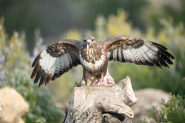 Common buzzard (Buteo buteo) photographed in Spain
