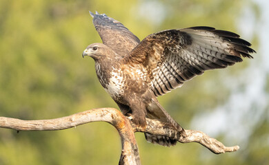 Common buzzard (Buteo buteo) photographed in Spain