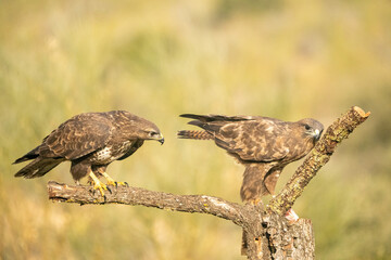 Common buzzard (Buteo buteo) photographed in Spain