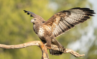 Common buzzard (Buteo buteo) photographed in Spain