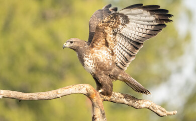 Common buzzard (Buteo buteo) photographed in Spain