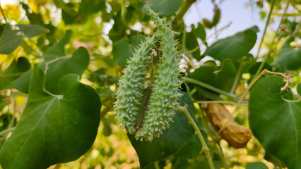 Fototapeta premium Pergularia Daemia herbal fruits, Veliparuthi plant fruits close up view