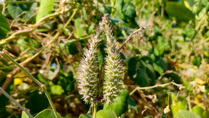 Pergularia Daemia herbal fruits, Veliparuthi plant fruits close up view