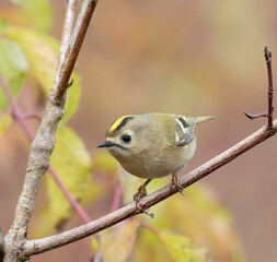 Goldcrest, Regulus regulus. A bird sitting on a tree branch, beautiful autumn background