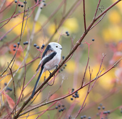 Long-tailed tit, Aegithalos caudatus. A bird sitting on a bush branch