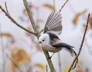 Long-tailed tit, Aegithalos caudatus. A bird sits on a branch and flaps its wings © Юрій Балагула