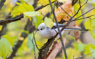 Long-tailed tit, Aegithalos caudatus. A bird sits on a branch amongst beautiful yellow leaves