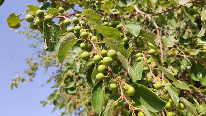 Row Ziziphus Nummularia fruits on the bush branches, wild jujube fruits