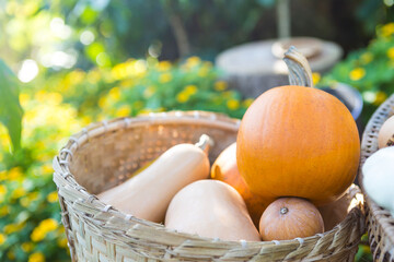 Pumpkin in bamboo basket over blurred garden background, outdoor day light, organic vegetable farming