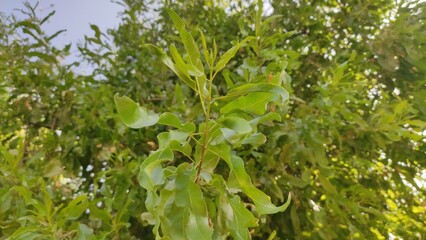 Tecomella Undulata tree leaves, Rohida tree leaves