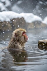 Naklejka premium Photograph of a monkey taking a bath in hot water spring under soft snow rain