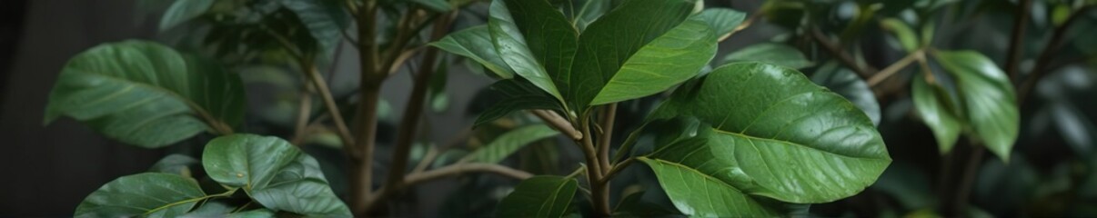 Avocado leaves and stems on a plant with green foliage, organic, garden, stems