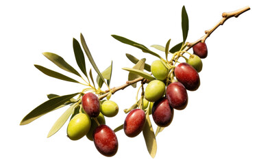 PNG Plant olive fruit tree.