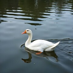 Fototapeta premium white duck swimming in the lake