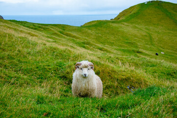 Faroese Ram - Faroe Islands