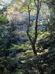 Trees in the autumn forest. Natural fall forest background.