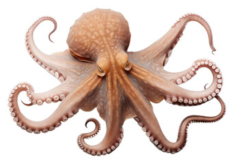 Obraz premium PNG Octopus animal white background invertebrate.