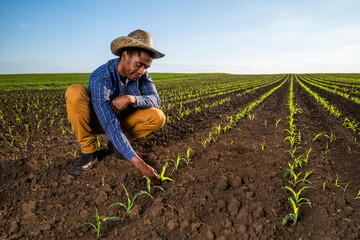 African farmer is examining corn crops in the field. Portrait of farmer in agricultural field.