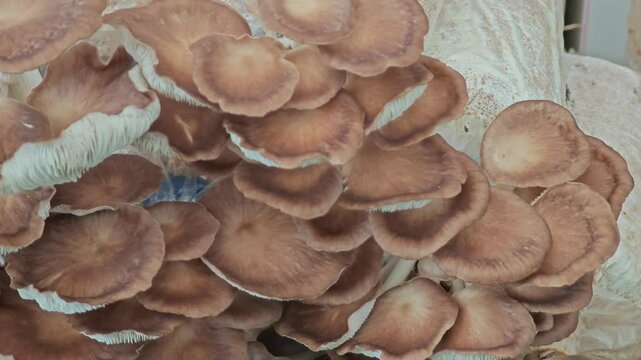 Oyster mushroom grow out of the bag