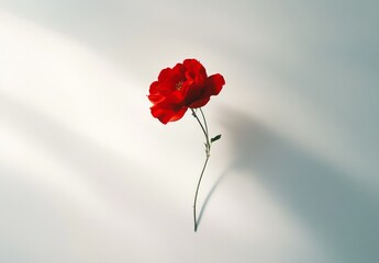 Single Red Rose Isolated on White Background with Soft Lighting