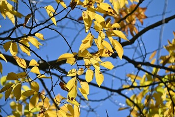 Chinese hackberry tree ( Celtis sinensis ) yellow leaves. Cannabaceae deciduous tree. Used as a park or roadside tree, the fruit is edible.