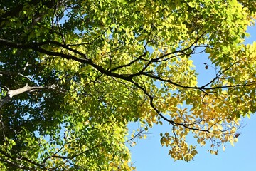 Chinese hackberry tree ( Celtis sinensis ) yellow leaves. Cannabaceae deciduous tree. Used as a park or roadside tree, the fruit is edible.