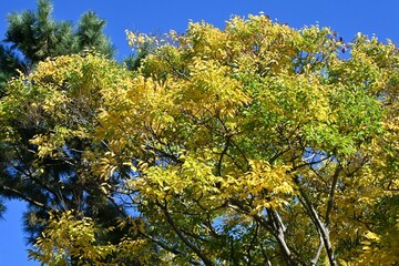 Chinese hackberry tree ( Celtis sinensis ) yellow leaves. Cannabaceae deciduous tree. Used as a park or roadside tree, the fruit is edible.