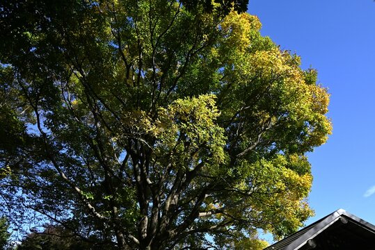 Chinese hackberry tree ( Celtis sinensis ) yellow leaves. Cannabaceae deciduous tree. Used as a park or roadside tree, the fruit is edible.