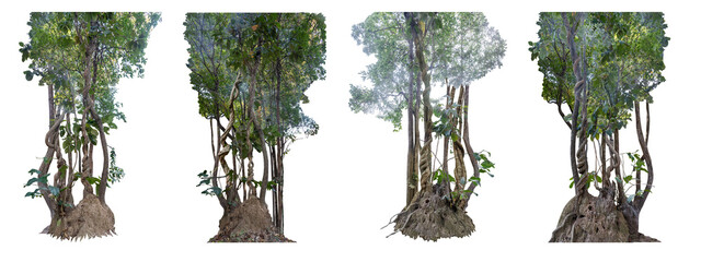 Big set The trunk of the tree was covered with twisted vines on a large termite nest on a white background there are copy areas and intersecting paths.