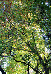 Trees with bright leaves in autumn forest. Mainly green, partially yellow and orange leaves in fall bottom view. Natural forest background. Colorful foliage against the blue sky.