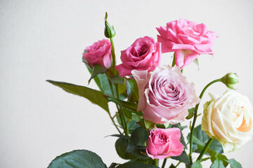 紫とピンクのばら