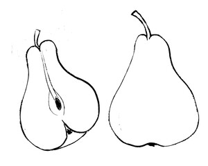 hand drawn illustration of pear, sketch of pear, doodle of pear