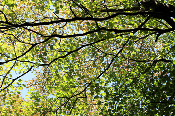 Beautiful green and yellow leaves in autumn. Trees with bright foliage in fall forest bottom view. Natural forest background.