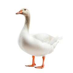 Elegant white goose standing gracefully.. transparent background